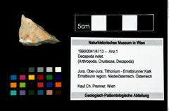 Foto (Objekt + Etikett) von Decapoda indet.  (NHMW-GEO-1990-0041-4713)